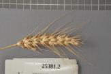 Click for 1 image(s) for this accession. Spike